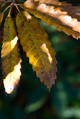 Castanea sativa - kaštanovník jedlý - list podzim